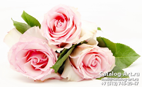 Pink roses 67